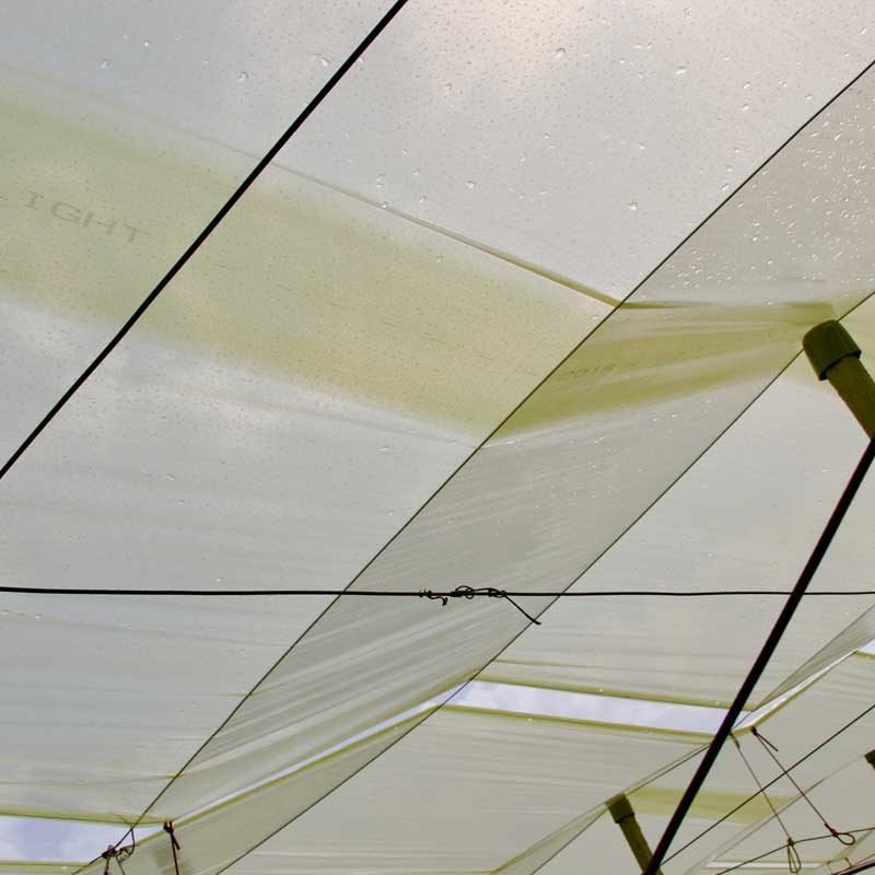 Telo Ecolight