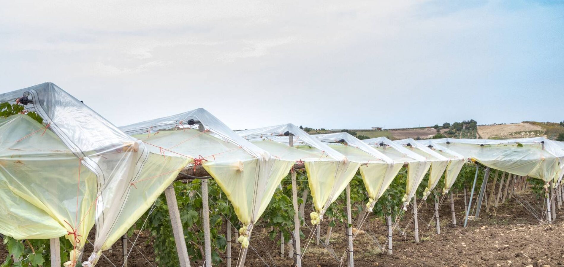 Impianto di copertura per vigneto realizzato da Europlast 2A